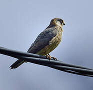 Red-footed Falcon