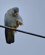 Red-footed Falcon