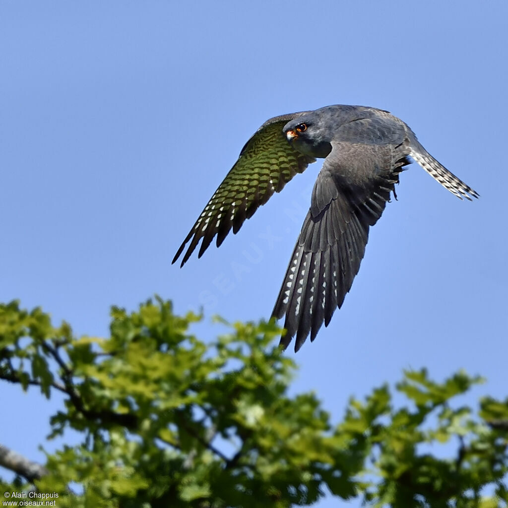 Red-footed Falcon male adult breeding, identification, close-up portrait