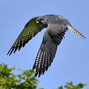 Red-footed Falcon