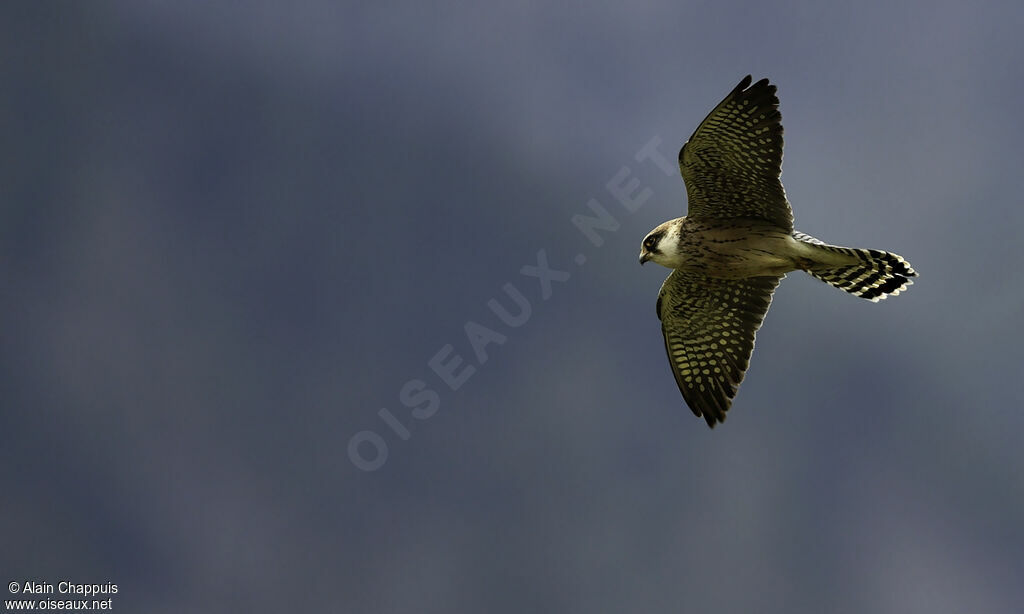 Red-footed Falconjuvenile, Flight