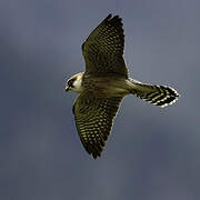 Red-footed Falcon