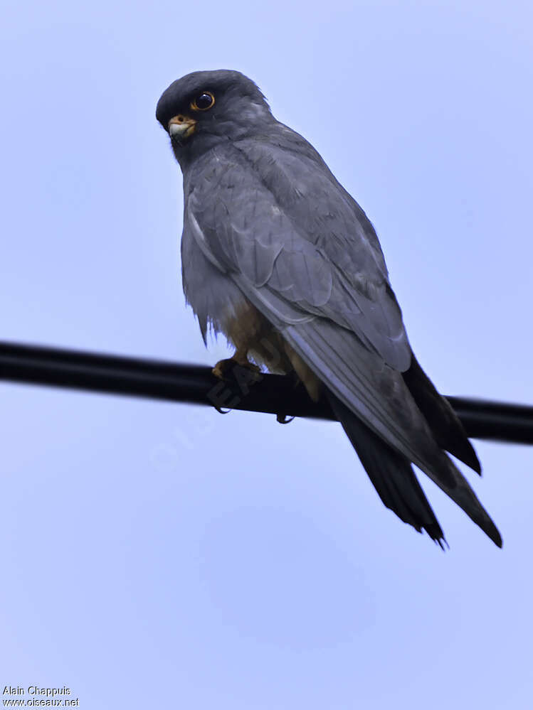 Red-footed Falcon male adult, identification, Behaviour