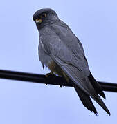 Red-footed Falcon