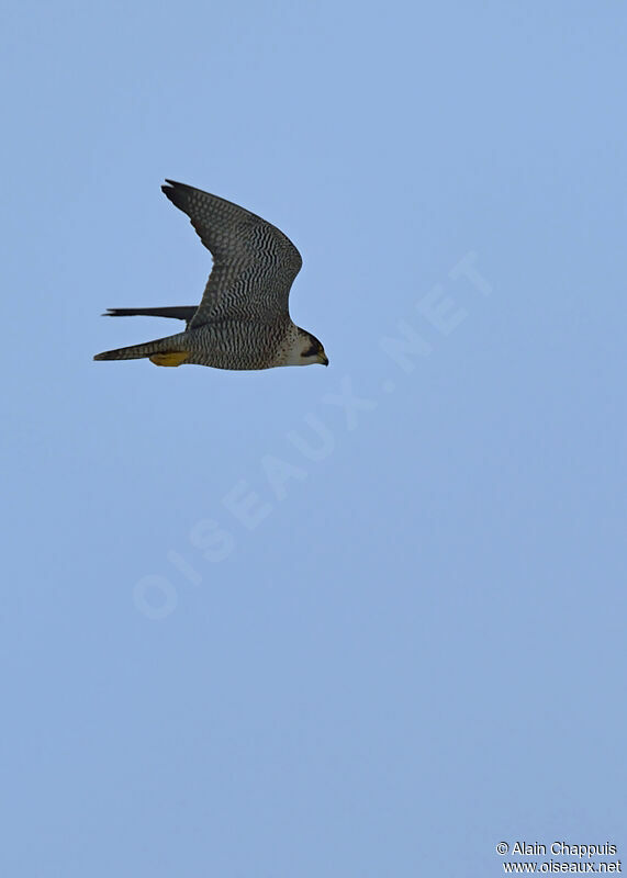 Peregrine Falconadult, identification, Flight, Behaviour