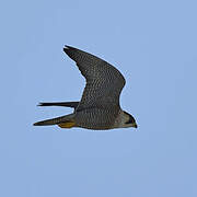 Peregrine Falcon