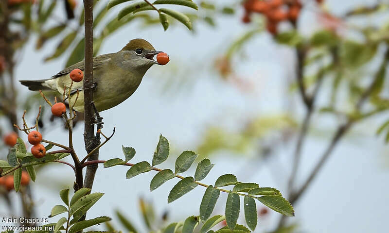 Eurasian Blackcap female adult, feeding habits, Behaviour