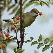 Eurasian Blackcap