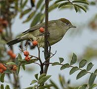 Eurasian Blackcap