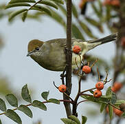 Eurasian Blackcap