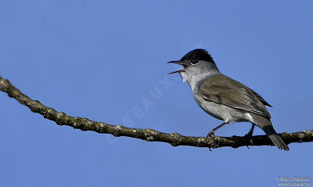 Eurasian Blackcap male adult, identification, Reproduction-nesting, Behaviour