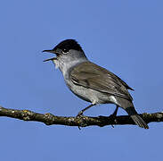 Eurasian Blackcap