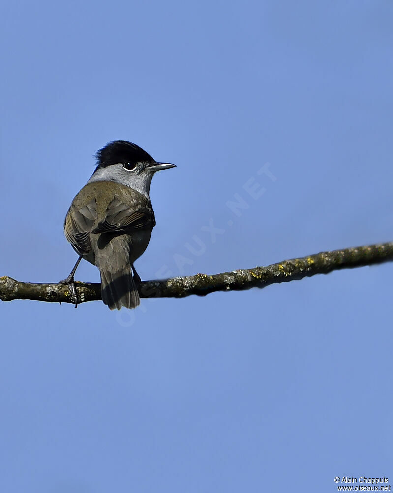 Eurasian Blackcap male adult, identification, Behaviour