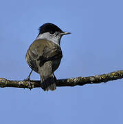 Eurasian Blackcap