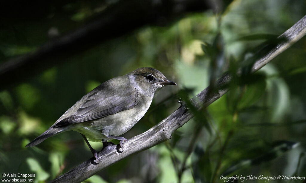 Fauvette à tête noirejuvénile, identification, portrait