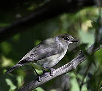 Eurasian Blackcap