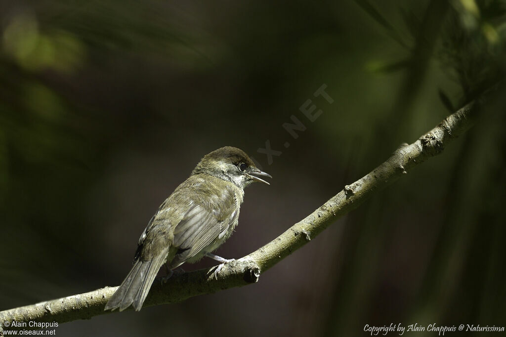 Eurasian Blackcap female adult, identification