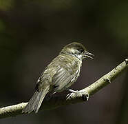 Eurasian Blackcap