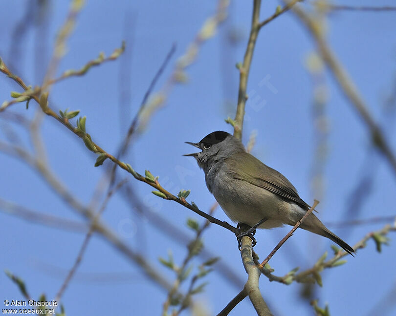 Eurasian Blackcap male adult, identification, Reproduction-nesting, Behaviour