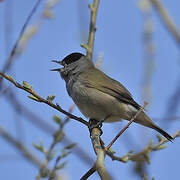 Eurasian Blackcap