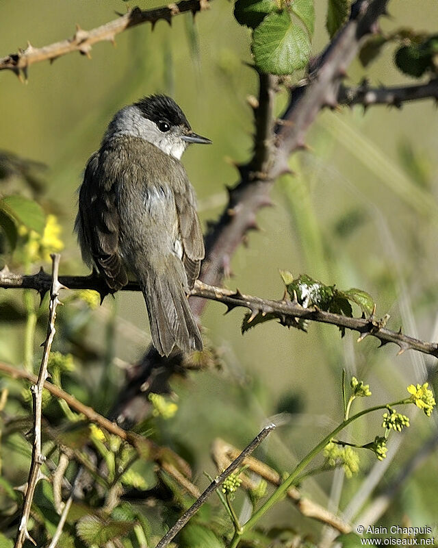 Eurasian Blackcap male adult breeding, identification