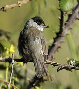 Eurasian Blackcap