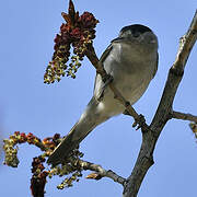 Eurasian Blackcap