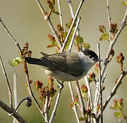 Eurasian Blackcap