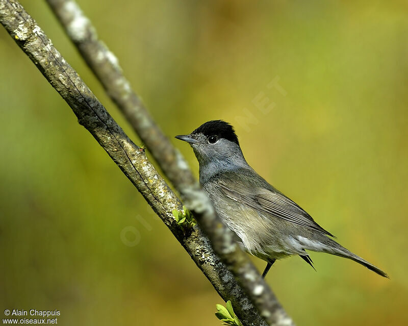 Eurasian Blackcap male adult breeding, identification, Behaviour