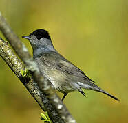 Eurasian Blackcap