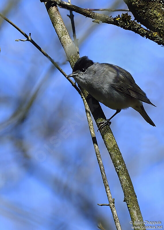 Fauvette à tête noire mâle adulte nuptial, identification, Comportement