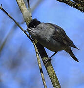 Eurasian Blackcap