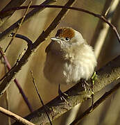 Eurasian Blackcap