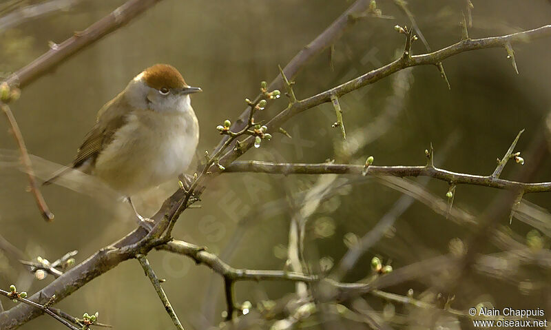 Eurasian Blackcap female adult, identification, Behaviour