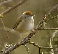 Eurasian Blackcap