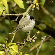 Eurasian Blackcap