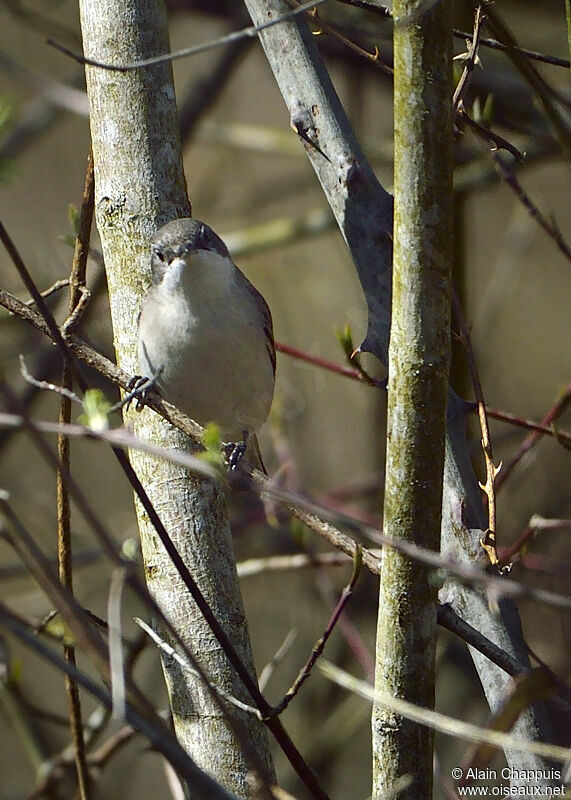 Fauvette babillardeadulte nuptial, identification, Comportement