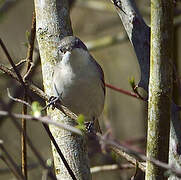 Lesser Whitethroat