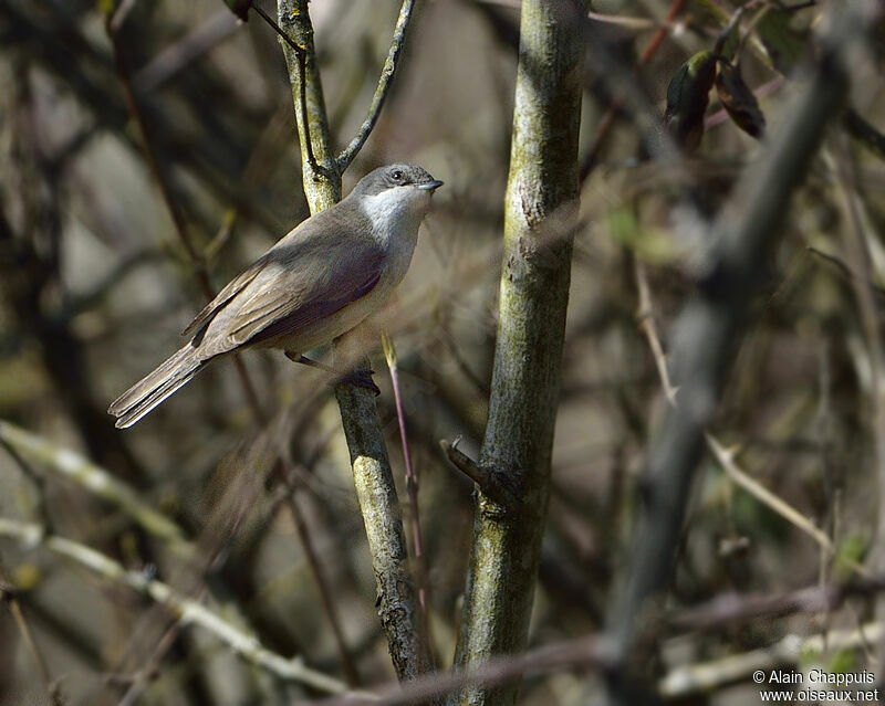 Fauvette babillardeadulte nuptial, identification, Comportement