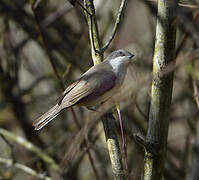 Lesser Whitethroat