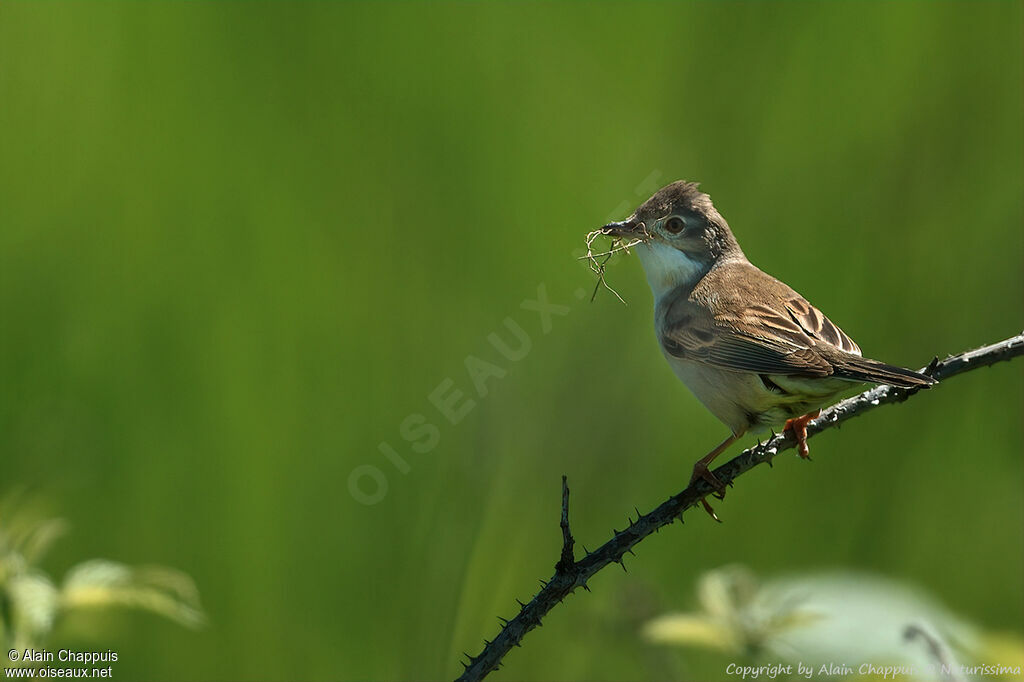 Fauvette grisette mâle adulte nuptial, identification, régime