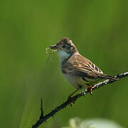 Common Whitethroat