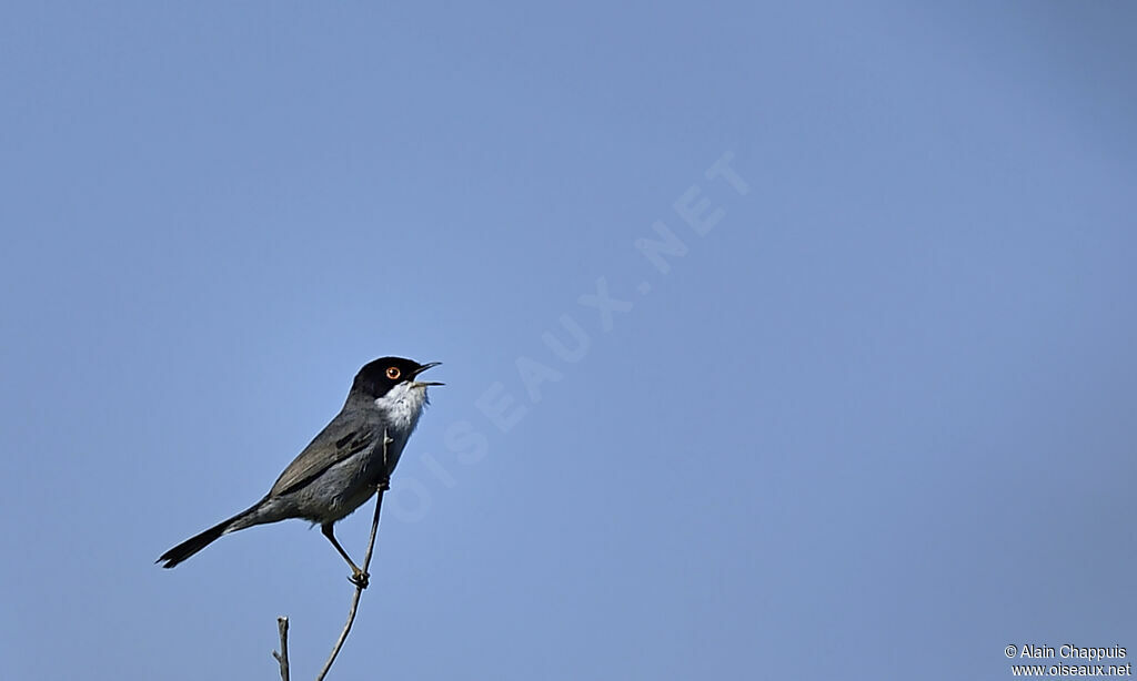 Sardinian Warbler male adult breeding, song