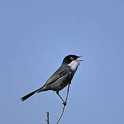 Sardinian Warbler