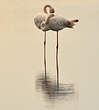 Flamant rose