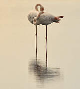 Greater Flamingo