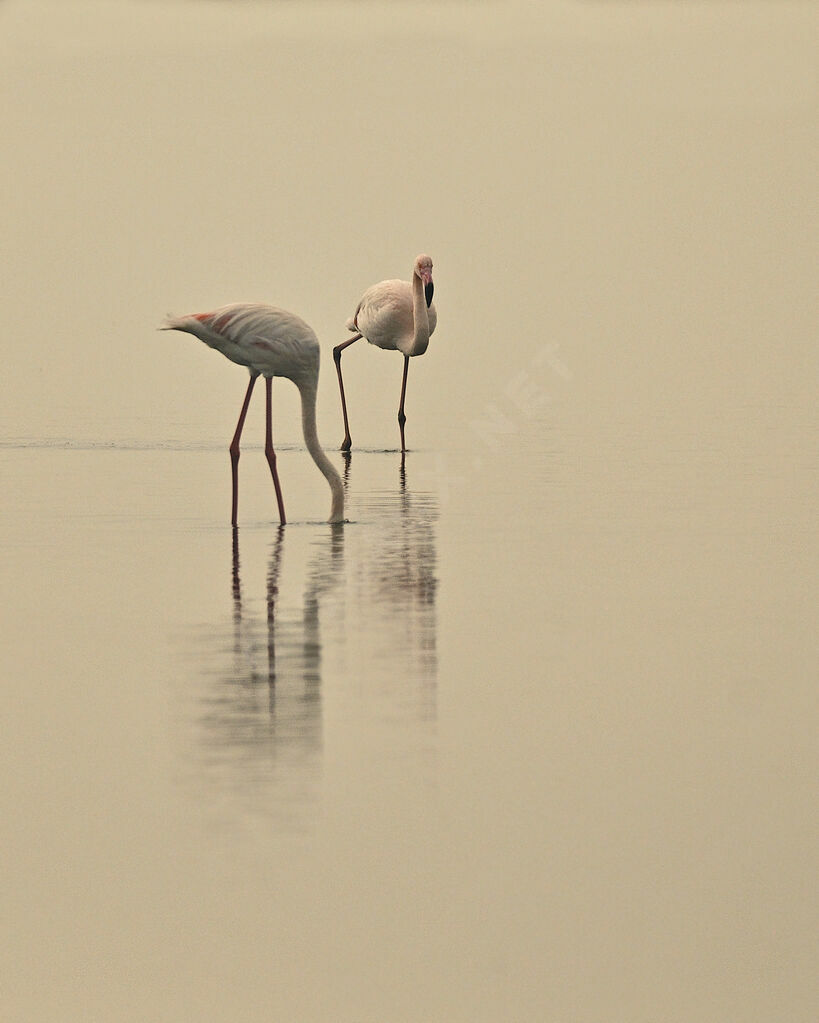 Flamant roseadulte nuptial, identification, Comportement