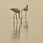 Flamant rose