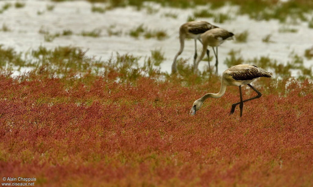 Greater FlamingoFirst year, identification, feeding habits, Behaviour