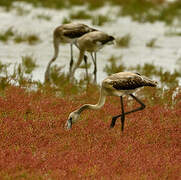 Greater Flamingo